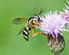 Chrysotoxum festivum